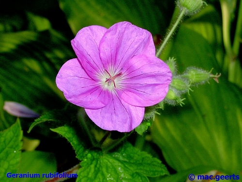 Geranium rubifolium